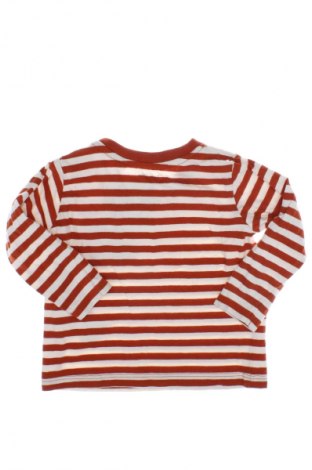 Kinder Shirt Lupilu, Größe 3-6m/ 62-68 cm, Farbe Mehrfarbig, Preis 6,00 €