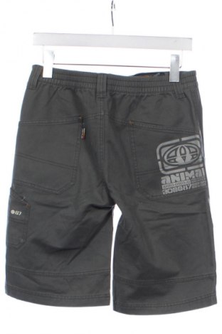 Herren Shorts Animal, Größe M, Farbe Grün, Preis 39,38 €