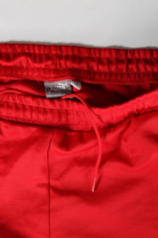 Herren Sporthose PUMA, Größe XL, Farbe Rot, Preis 28,99 €